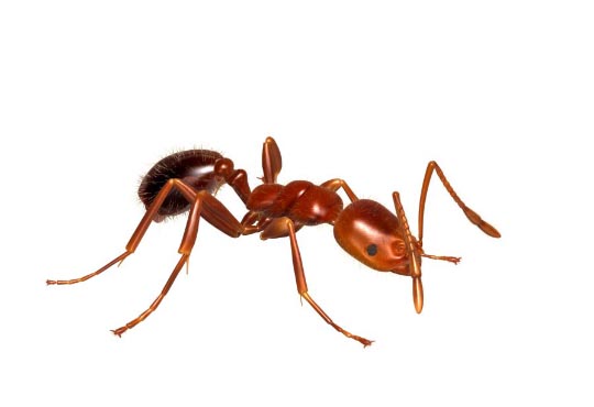 Household Ant